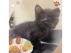 Adopt MELON a Domestic Medium Hair