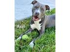 Adopt AXLE a Pit Bull Terrier