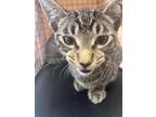 Adopt JERRY a Domestic Short Hair