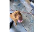 Adopt CHARLIE a Pit Bull Terrier, Mixed Breed