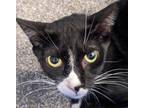 Adopt LEONARD a Domestic Short Hair