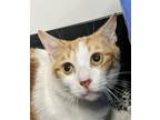 Adopt SIMBA a Domestic Short Hair