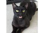 Adopt COLE a Domestic Short Hair