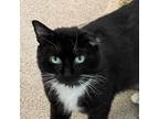 Adopt Taormina a Domestic Short Hair