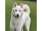 Adopt Wolfie a Husky, Mixed Breed