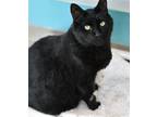 Adopt Obee a Domestic Short Hair