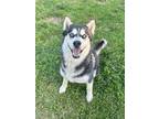 Adopt Chauncey a Husky