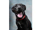 Adopt Shroom a Pit Bull Terrier, Mixed Breed