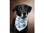 Adopt Lunch a Labrador Retriever, Mixed Breed