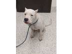 Adopt Blanco a Dogo Argentino, Mixed Breed