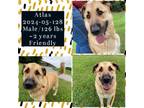 Adopt 2024-05-128 *Atlas* a Anatolian Shepherd