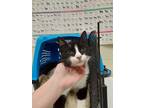 Adopt 2024-05-174 a Domestic Short Hair