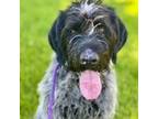 Adopt Motley a German Wirehaired Pointer