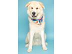 Adopt Dexter a Great Pyrenees, Mixed Breed