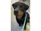 Adopt Messiah a Rottweiler, Mixed Breed