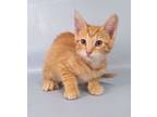 Adopt Ginkgo a Domestic Short Hair