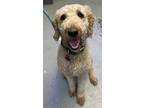 Adopt Willie a Standard Poodle, Mixed Breed