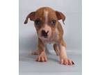 Adopt Hahn a Boston Terrier, Mixed Breed