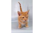 Adopt Cypress a Domestic Short Hair