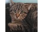 Adopt Carrot a Domestic Short Hair