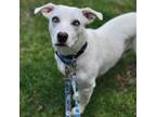 Adopt Boudreaux a Mixed Breed