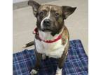 Adopt Castello a Mixed Breed