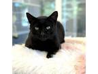 Adopt Shamshir the Great a Domestic Short Hair