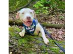 Adopt OSIRIS a Pit Bull Terrier