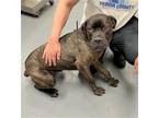 Adopt BOBA VOSS a Cane Corso