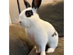 Adopt Chance a English Spot, Bunny Rabbit