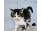 Adopt Luke a Domestic Medium Hair, Domestic Short Hair