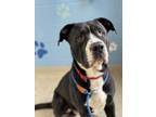 Adopt Andre a Pit Bull Terrier, Mastiff