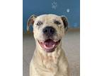 Adopt Marshall a Pit Bull Terrier, Pointer