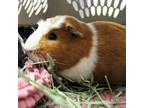 Adopt Hagrid a Guinea Pig