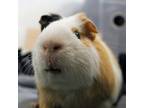 Adopt Ron a Guinea Pig