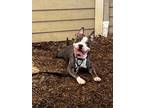 Adopt Ace a Bull Terrier, Boston Terrier