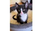 Adopt Cupcake a Domestic Short Hair