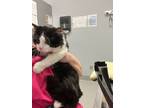 Adopt EJ a Domestic Long Hair