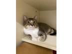 Adopt Post Meow-lone a Domestic Short Hair