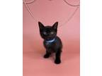 Adopt Bulldozer a Domestic Short Hair