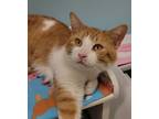 Adopt Honey a Domestic Short Hair