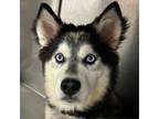 Adopt Balto a Husky