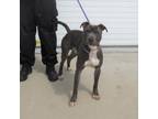 Adopt PROVOLONE a Pit Bull Terrier