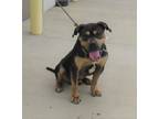 Adopt GETCHA HEAD IN THE GAME a Rottweiler, Mixed Breed