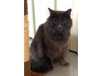 Adopt Bashful a Domestic Medium Hair