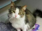 Adopt Frankie a Domestic Long Hair, Domestic Short Hair