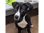 Adopt Mobius a Great Dane, Pit Bull Terrier