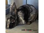 Adopt Bunnicula a Mini Rex