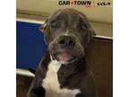 Adopt T-Ron a Pit Bull Terrier