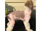 Chinese Crested Puppy for sale in Brooksville, FL, USA